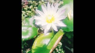 Morning bloom  water Lilly [upl. by Tiana]