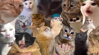 Best Cat Memes [upl. by Clarkin]