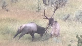 GREATEST ELK FIGHT EVER  Memory of a lifetime [upl. by Aurita]