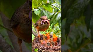 Mother bird feeding babies nature birdlife [upl. by Duval]