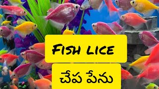 Fish lice  చేప పేను  Aquarium Fish Lice  అక్వేరియం చేప పేను fish fishlice aquarium [upl. by Head243]