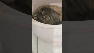 Chakor relaxing 😎 time beautiful chakor cute Bird 🐦 national bird of Pakistan youtubeshortsbirds [upl. by Pall506]