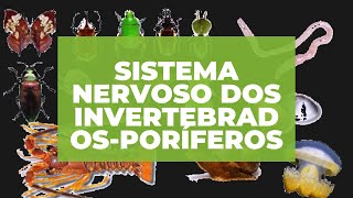 SISTEMA NERVOSO DOS INVERTEBRADOS PORÍFEROS [upl. by Hinda]