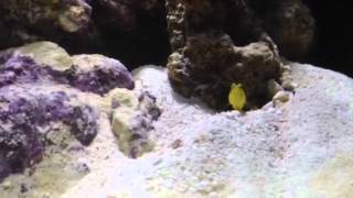 Biocube 29 HQI Nano Reef Tank  week 4  Pistol Shrimp amp Goby [upl. by Bashee]