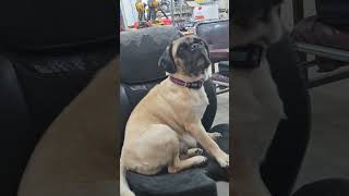 Marlow my big bad hunting dawg ready for action pug dog hunting viralvideo viralshorts [upl. by Schram518]