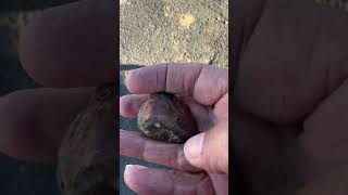 Brecciated or ibis Jasper found in my yard rockhounding Minerals MineralStonehealing stone [upl. by Nobel181]