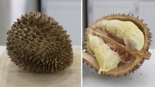 How to Eat Durian  Eating Durian King of Fruits  Worlds Smelliest Fruit [upl. by Taggart]