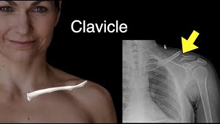 Clavicle [upl. by Eleonore]