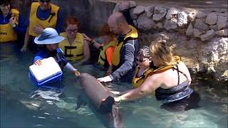 Dolphinaris Dolphin Encounter Cozumel  Disney Excursion CZ26 [upl. by Conner]