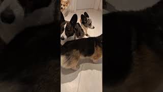 Pieski w komplecie puppy welshcorgi szort corgi pieski psiaki corgigang [upl. by Auria]