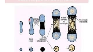 Tecido Ósseo parte 04 mecanismos de ossificação [upl. by Netsirhc911]