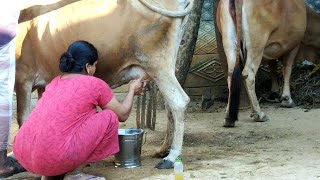 Cow Milking  Cow Milking by Hand Village  Cow milking by hand village life  cow milking by hand [upl. by Newsom]