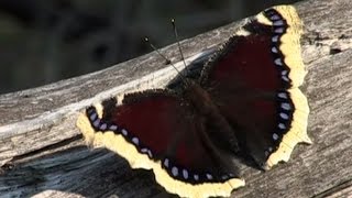 Life cycle of the Camberwell beauty Nymphalis antiopa [upl. by Pimbley]