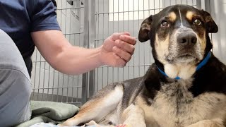 Watch this shelter dog melt the first time hes pet  family dumped him because they were moving 😔 [upl. by Downe]