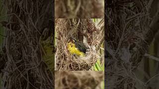 Olive Backed Sunbird also known as Tamsi in the Southern part of the Philippines [upl. by Mak]