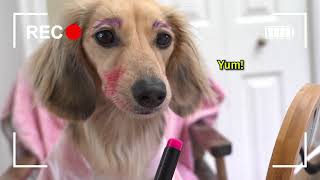 Ep10 Aint No Puppy No More  Daphne’s Vlog Cute Dachshund Video [upl. by Ahsaelat]