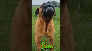 dog barking 🔥🔥 shorts bullmastiff dogstatus viralbullmastiff dogsound 4kdogs [upl. by Isiad]