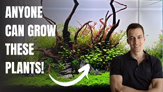 Top 10 Easy Aquarium Plants for Beginners [upl. by Ylram]