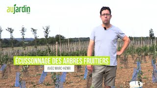 ÉCUSSONNAGE dun ARBRE FRUITIER poirier🍐Comment RÉUSSSIR la GREFFE en ÉCUSSON [upl. by Einwahr]