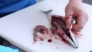 Master Fishmonger Standard Guide to Gutting and Gilling Mackerel [upl. by Reave]