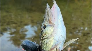 2 PICKEREL Fishing with makeshift lures and worms and catching 16 inchers [upl. by Previdi]