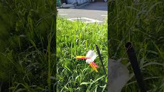 Pinwheel cemetery japan pinwheel summer goldenweek wind [upl. by Heinrick159]