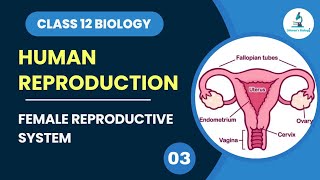 Female Reproductive System  Human Reproduction  Class 12 Biology [upl. by Neddra655]