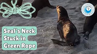 Seal’s Neck Stuck in Green Rope [upl. by Hekking]