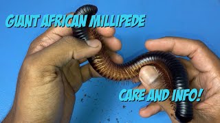 Giant African Millipede Care And Info [upl. by Fredek]