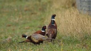 Une famille de faisans au bord dune autoroute [upl. by Airahcaz]