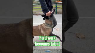 K9 puppy Training chó germanshepherd malinois doglife pets puppy [upl. by Viviene]