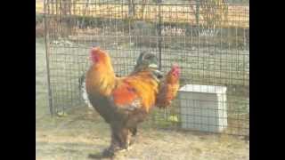 concours de chant de coq [upl. by Neda942]