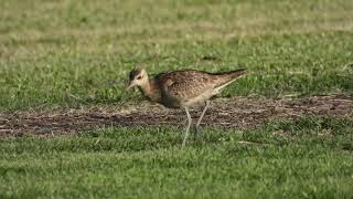 Little Curlew Numenius minutus [upl. by Yttel344]