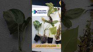 Aquatic Plants🌵from tq Himadri Aquatics telugu trending fishaquarium plantedtanksetup fishbowl [upl. by Janaye]