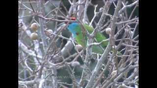 Bluethroated Barbet Megalaima asiatica [upl. by Leroj]