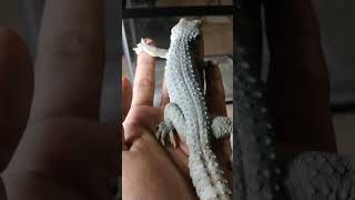 Exotic Male TOKAY GECKO POWDER BLUE SIZE 27CM Reupload [upl. by Waylon444]