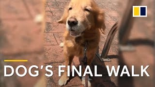 Elderly golden retriever’s final walk prompts owner’s touching letter [upl. by Sugden75]