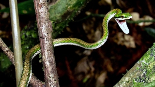 Parrot snake Leptophis nebulosus threat display [upl. by Ahsined]