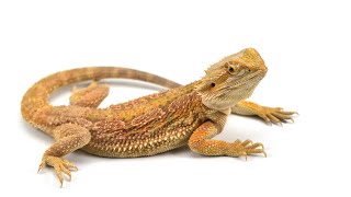 101 Best Names with Meanings for Bearded Dragons🦎✨ [upl. by Robma]