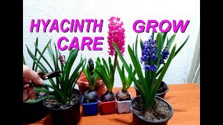 How to grow and care for Hyacinths plant [upl. by Adlay512]