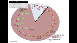 Whats Hiding in Your LIVE BLOOD SOMATIDES [upl. by Sorazal]