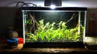 Stabilizing Your Dirted Aquarium [upl. by Earal]