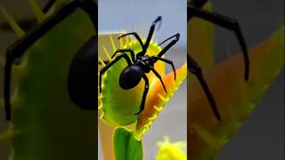 Carnivorous plant vs Spider 🕷️ spider carnivorousplants shorts short plant [upl. by Ynaffik]