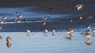 Eden Estuary waders  Guardbridge  Fife  151220 [upl. by Ycram226]