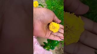 Beautiful yellow marigold flowersflowersmusic flowers shortsfeed love [upl. by Barbarese442]