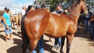 FEIRA DE CAVALOS EM CARUARUPE 17102023 nordeste [upl. by Aidnama]