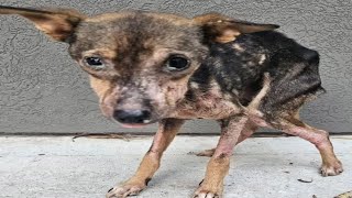 Bambinas Journey From Starvation to Hope  Heartwarming Dog Rescue Story [upl. by Edac]