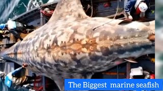 The Biggest marine Seafish [upl. by Htezil852]