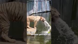 Warum erbricht der Tiger😢 [upl. by Lenaj]