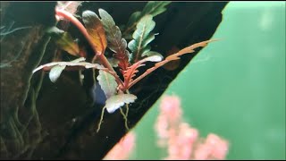 How to grow Hygrophila Pinnatifida [upl. by Gavriella]